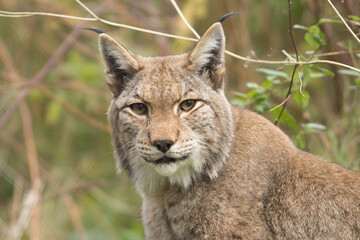 Eurasian lynx, lynx lynx, wild cat, europe, large predator, appearance, ears, head, fur, coat
