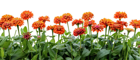 PNG Vibrant orange zinnia flowers
