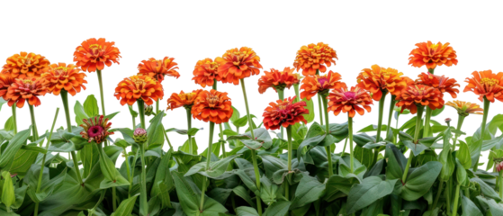 PNG Vibrant orange zinnia flowers