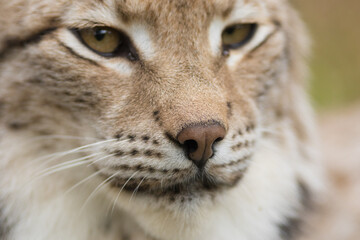 lynx portrait, face, eyes, lynx lynx, nose, expression, snout, close up, extreme, high quality