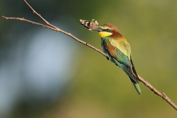 bee-eater with a hunted butterfly, merops apiaster, bee-eater on a branch, beautiful bird, colorful bird, beak, feathers, silhouette, habitat