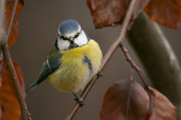 portrait of a blue tit perched on a tree branch, Cyanistes caeruleus, songbird, male, yellow, blue