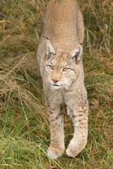 lynx from high perspective, vertical photo, lynx looking up, lynx lynx, europe, felids, predator, structure, paws, head, ears