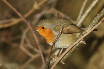 A Robin, Erithacus rubecula, perching on a branch of a tree.