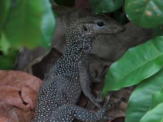 Juvenile monitor lizard on its own