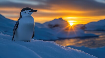 Fototapeta premium Penguin standing on snowdrift at sunset over icy landscape.