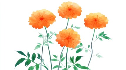 Obraz premium Four orange marigold flowers with green leaves on white background, watercolor style.