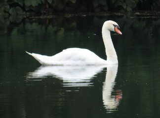 Beautiful reflection of a mute swan in the lake