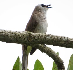 Bird singing on a tree branch (Yellow vented bulbul)