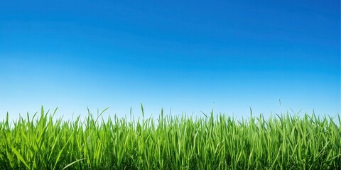 Vibrant Green Grass Blades Against a Clear Blue Sky Panorama