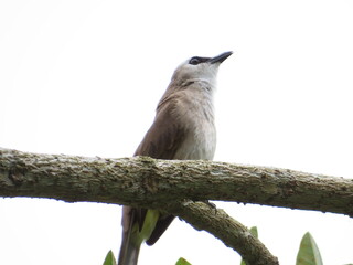 Bird sitting on a tree branch (Yellow vented bulbul)