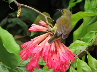 Juvenile brown throated sunbird on a flower