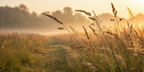 Obraz premium Golden Hour Meadow Tall grasses illuminated by the soft light of dawn, a serene landscape bathed in warm hues.