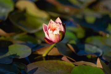 Pink water lily