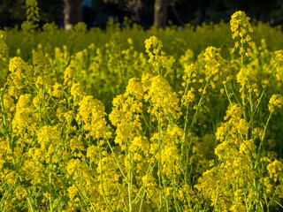 Canola blossoms field (Tokyo, Japan)