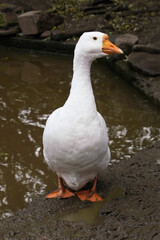 Obraz premium A white goose poses elegantly with its neck extended by a tranquil pond.