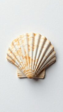 Razor shell with grooves on a white background, shell, razor shell, shell features
