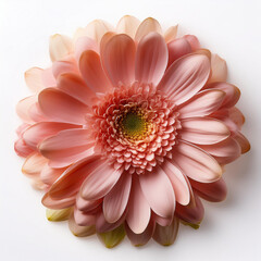 pink gerbera flower