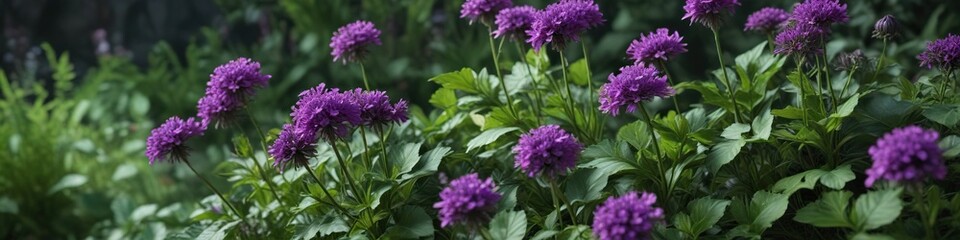 Obraz premium Dark green leafy rampion plant with purple flowers , plant species, flowering plant