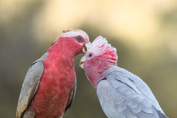 A juvenile galah desperately begs for food from its mother, left, as these two galahs, pink and gray cockatoos from Australia, perch in a suburban garden on the Gold Coast in Queensland, Australia.