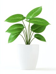 A vibrant green plant in a white pot, showcasing lush leaves and a minimalistic design, perfect for home decor and indoor gardening.