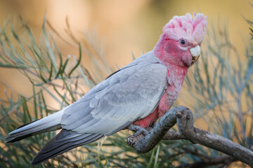 A sub adult galah cockatoo, an iconic Australian seed eating bird, with its crest raised and patches of  gray on its pink chest as it perches on a branch on the Gold Coast in Queensland, Australia.