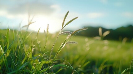 Fototapeta premium A serene natural landscape featuring tall grass swaying gently against a vibrant blue sky,