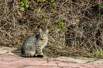 Stray cat with grey tabby fur and yellow eyes sitting on the wax.
