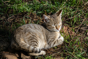 Young stray cat with greyish brown tabby fur lying down with eyes closed.