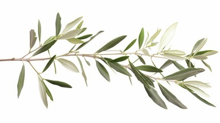 Fototapeta premium Fresh olive branch leaves isolated on white background close up
