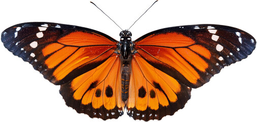 Orange Butterfly Wings Insect Macro Photography Wildlife Closeup