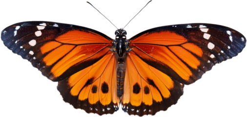 Orange Butterfly Wings Insect Macro Photography Wildlife Closeup