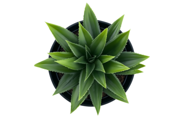Top view of a green spiky succulent plant in a black pot isolated on a transparent background, perfect for decor and design projects
