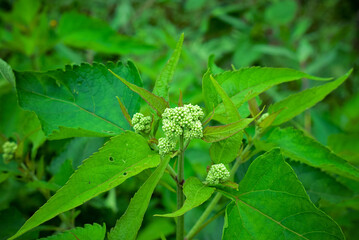 Close-Up of Green Plant with Small Buds in Natural Environment