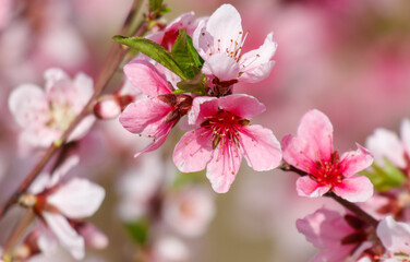 A close up of a pink flower with a red center