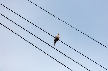 A pigeon is perched on a power line