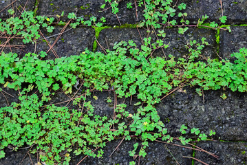 Close-Up of Green Clover Plants Growing Through Stone Pavement