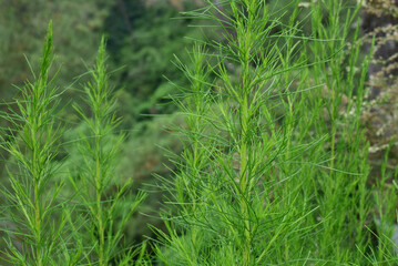 Fresh Green Ferns Flourishing in a Lush Natural Environment