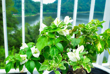 Vibrant Green Leaves And White Bougainvillea Flowers With A Scenic Outdoor Backdrop