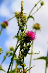 Close-up photo of a thistle flower (silybum marianum) on a blurred background