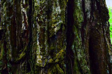 Close-Up View of a Mossy and Textured Tree Bark Surface in Nature