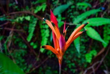 Vibrant Orange and Red Exotic Flower With Lush Green Background