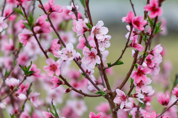 Obraz premium A tree with pink flowers is in full bloom