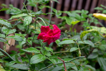 Vivid Red Rose in a Garden With Dew-Covered Green Foliage