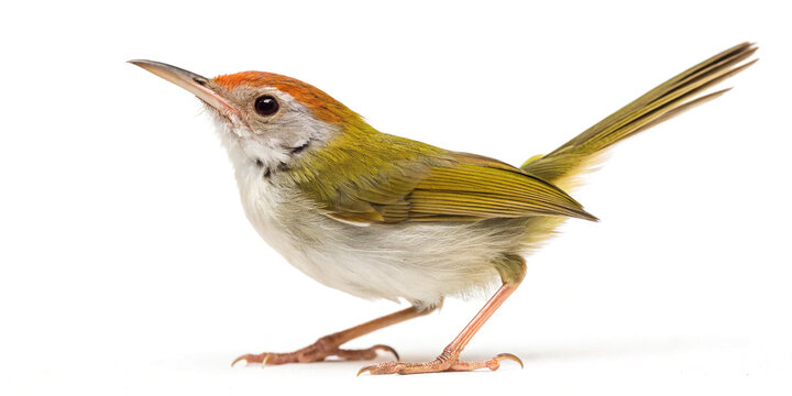Side View of Isolated Tailorbird