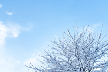 雪が積もった樹木と青空の鮮やかなコントラスト