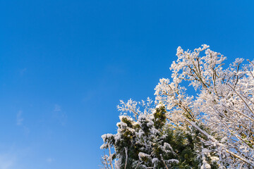 雪が積もった樹木と青空の美しいコントラスト