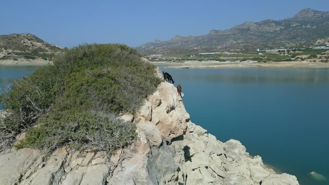 Capturing goats as they roam the surroundings of the lake in Agios Nikolaos, Crete, searching for food