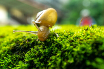 snail on leaf