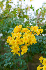 Close-up of vibrant yellow trumpet flowers with lush green foliage